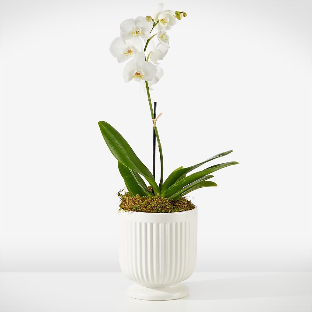 Whispering White Orchid – United Family Flower And Gifts, Brooklyn NY