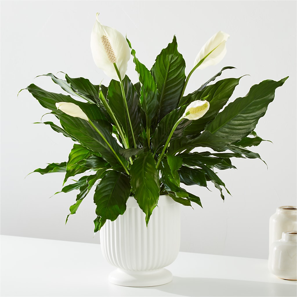 Comfort Planter – United Family Flower And Gifts, Brooklyn NY