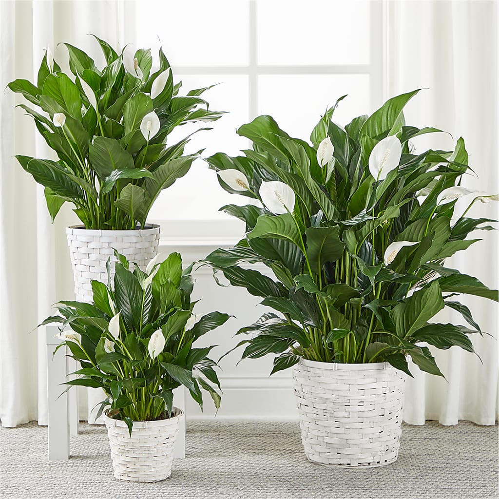 A New Leaf Peace Lily – United Family Flower And Gifts, Brooklyn NY