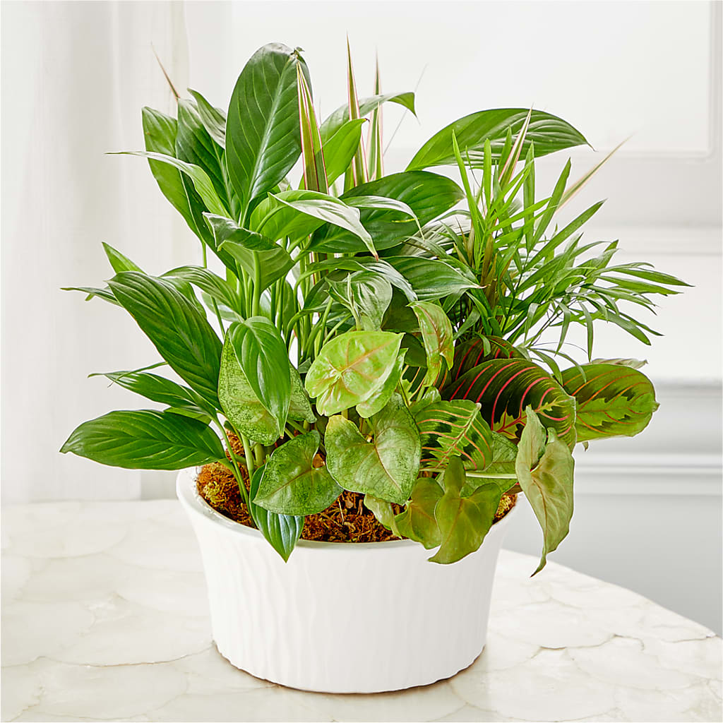 Balance & Harmony Dishgarden – United Family Flower And Gifts, Brooklyn NY