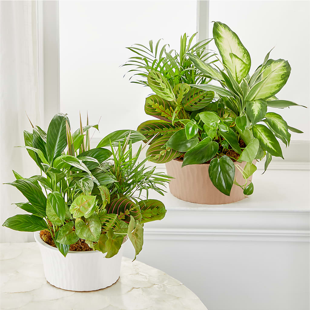 Balance & Harmony Dishgarden – United Family Flower And Gifts, Brooklyn NY