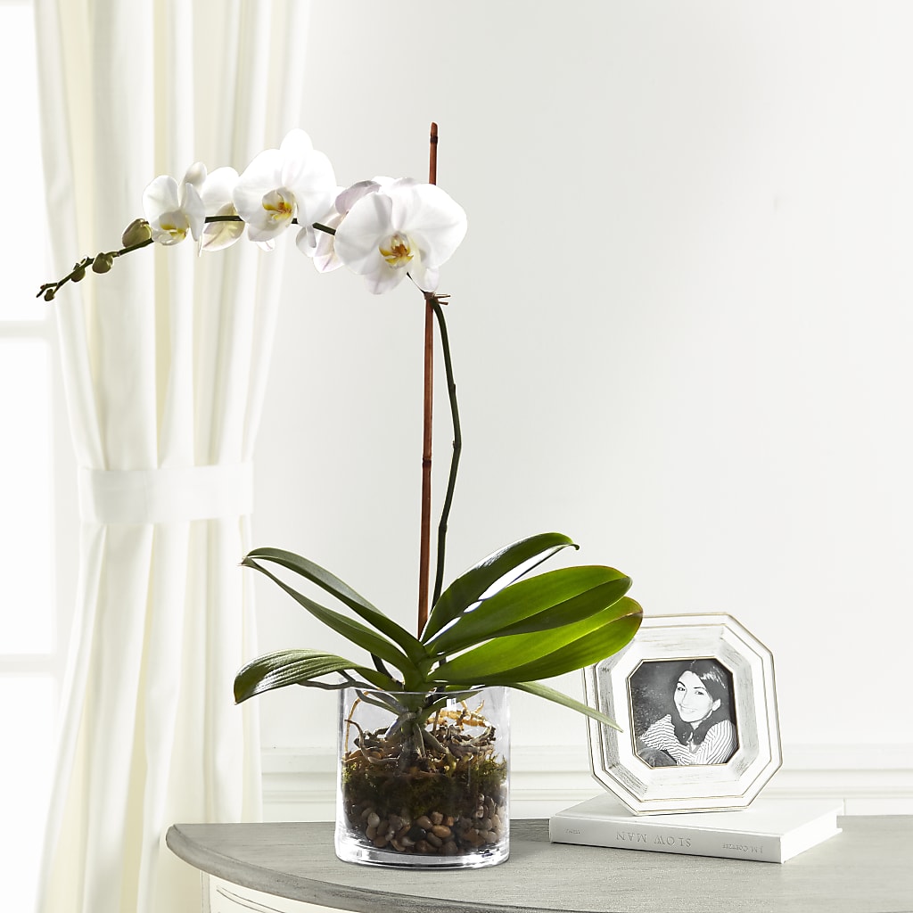 White Orchid Planter – United Family Flower And Gifts, Brooklyn NY