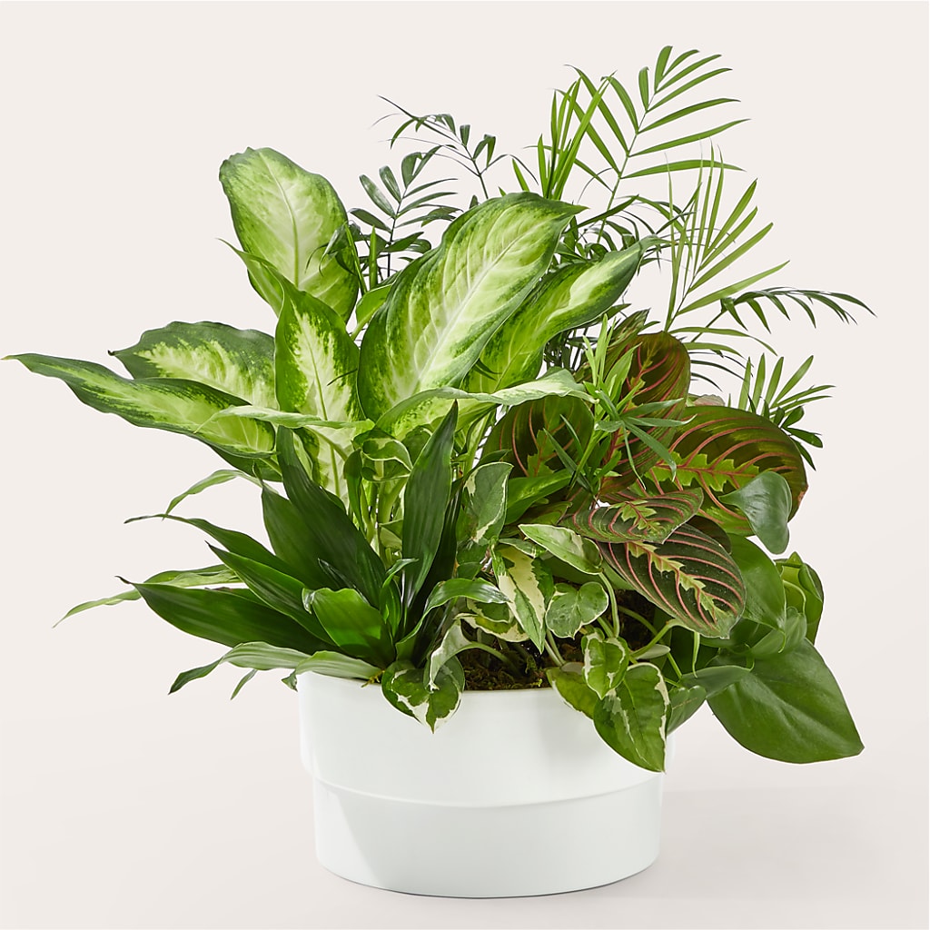 Radiating Positivity Dishgarden – United Family Flower And Gifts, Brooklyn NY
