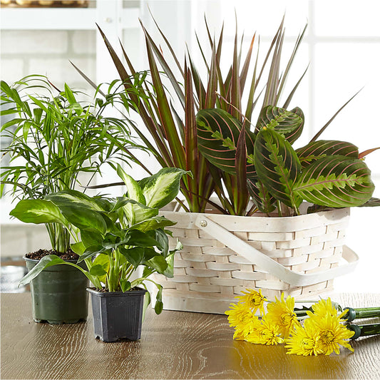 Florist Designed Blooming and Green Plants in a Basket –  United Family Flower And Gifts, Brooklyn NY