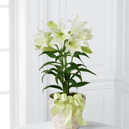 Easter Lily Plant –  United Family Flower And Gifts, Brooklyn NY
