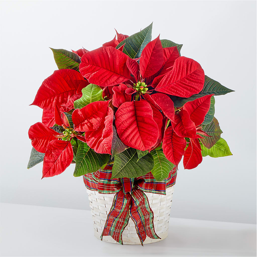 Happiest Holidays Poinsettia –  United Family Flower And Gifts, Brooklyn NY