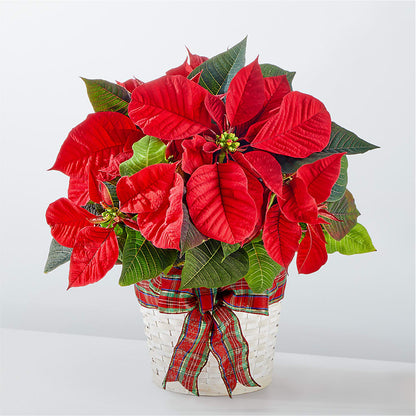 Happiest Holidays Poinsettia –  United Family Flower And Gifts, Brooklyn NY