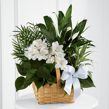 Peace & Serenity Dishgarden –  United Family Flower And Gifts, Brooklyn NY