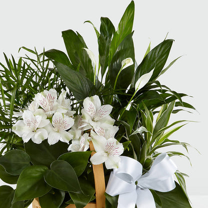 Peace & Serenity Dishgarden –  United Family Flower And Gifts, Brooklyn NY