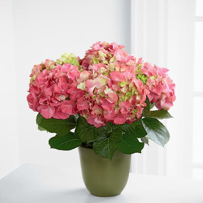 Pink Hydrangea Planter –  United Family Flower And Gifts, Brooklyn NY