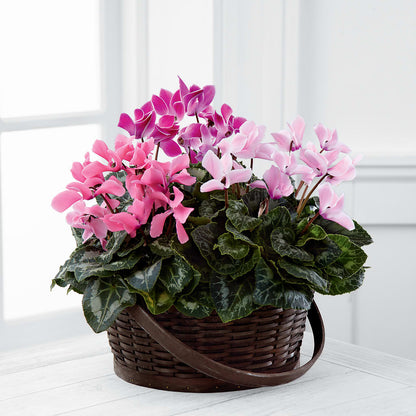 Mixed Cyclamen Planter –  United Family Flower And Gifts, Brooklyn NY