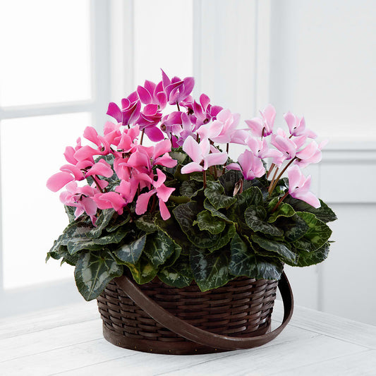 Mixed Cyclamen Planter –  United Family Flower And Gifts, Brooklyn NY