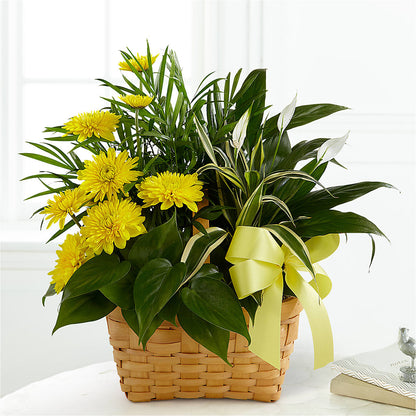 Loving Light Dishgarden –  United Family Flower And Gifts, Brooklyn NY