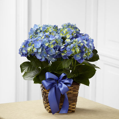Blue Hydrangea Planter –  United Family Flower And Gifts, Brooklyn NY