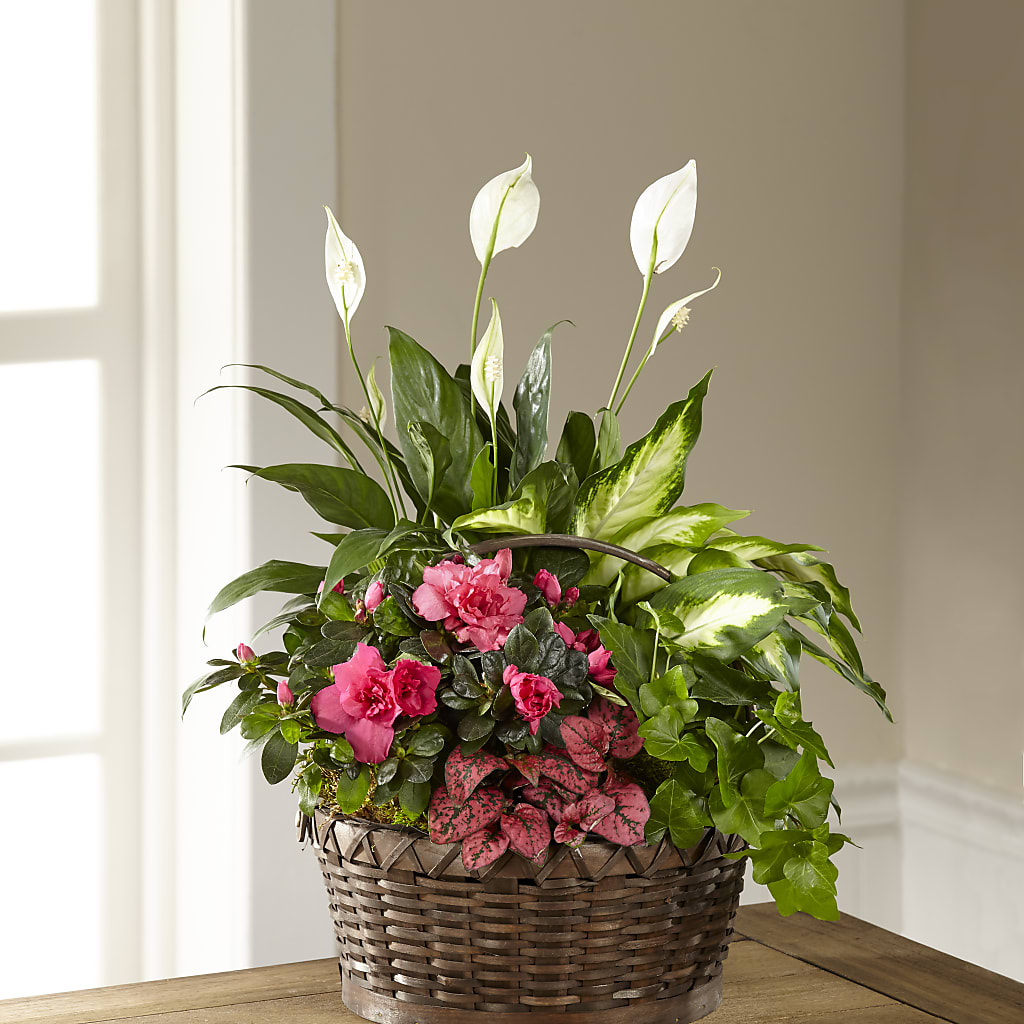 Dream in Pink Dishgarden –  United Family Flower And Gifts, Brooklyn NY