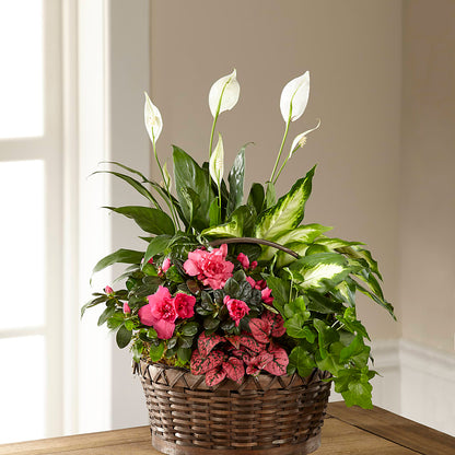 Dream in Pink Dishgarden –  United Family Flower And Gifts, Brooklyn NY