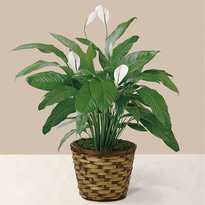 Tranquil Moments Peace Lily Plant –  United Family Flower And Gifts, Brooklyn NY