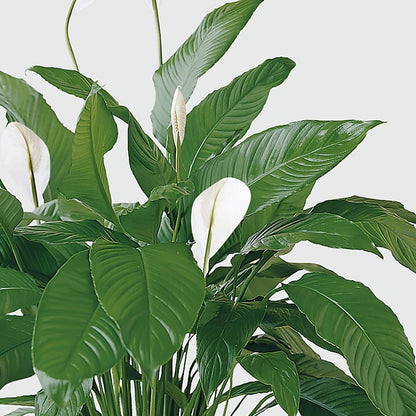 Tranquil Moments Peace Lily Plant –  United Family Flower And Gifts, Brooklyn NY