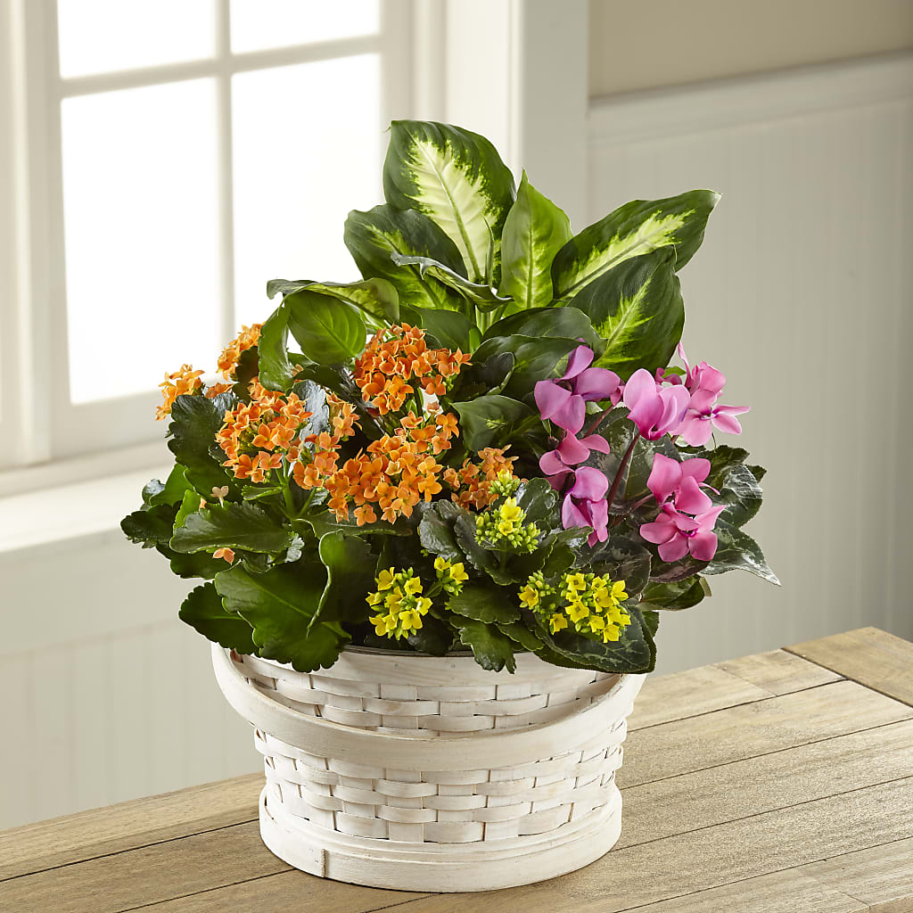 Color Crush Dishgarden –  United Family Flower And Gifts, Brooklyn NY