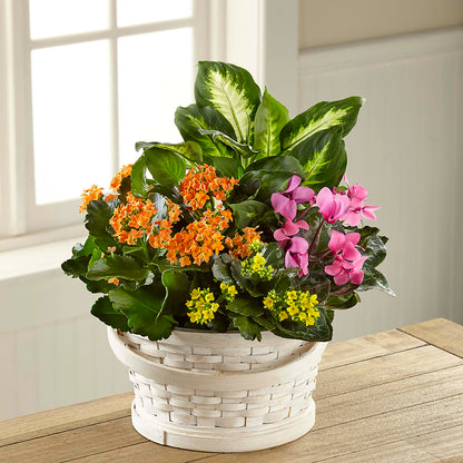 Color Crush Dishgarden –  United Family Flower And Gifts, Brooklyn NY