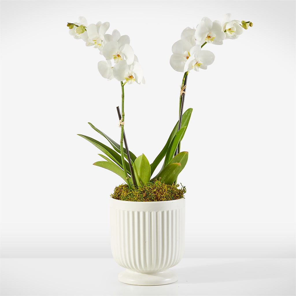 Whispering White Orchid –  United Family Flower And Gifts, Brooklyn NY
