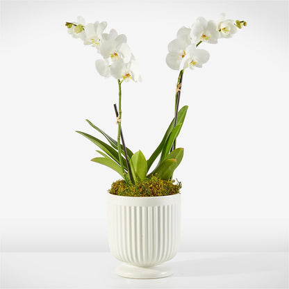 Whispering White Orchid –  United Family Flower And Gifts, Brooklyn NY