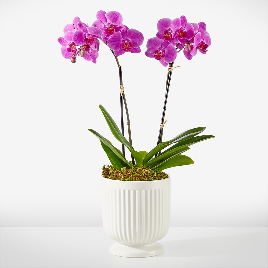 Friendly Fuchsia Orchid –  United Family Flower And Gifts, Brooklyn NY