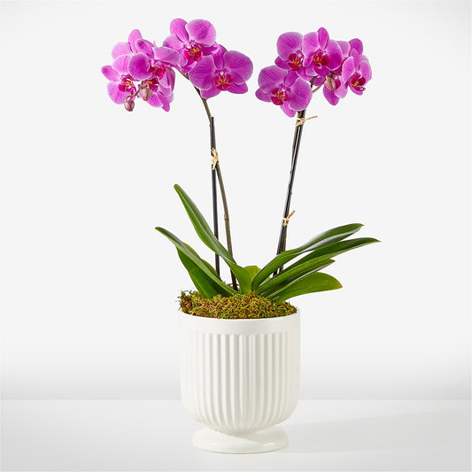 Friendly Fuchsia Orchid –  United Family Flower And Gifts, Brooklyn NY