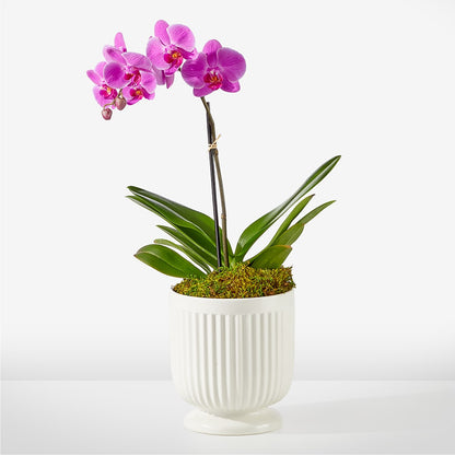 Friendly Fuchsia Orchid –  United Family Flower And Gifts, Brooklyn NY