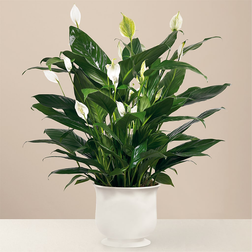 Comfort Planter –  United Family Flower And Gifts, Brooklyn NY