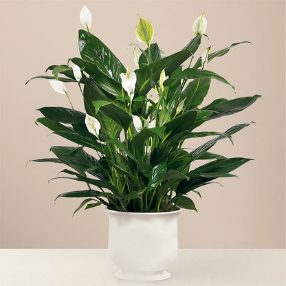Comfort Planter –  United Family Flower And Gifts, Brooklyn NY