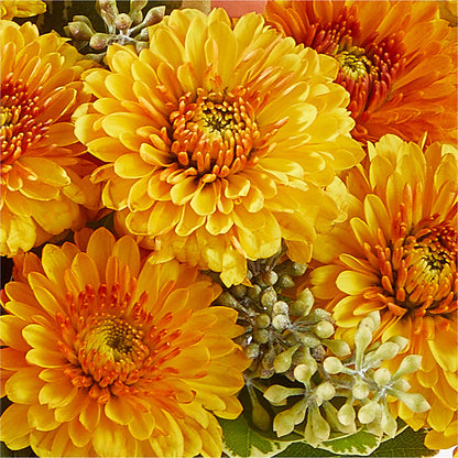 Peachy Pumpkin –  United Family Flower And Gifts, Brooklyn NY