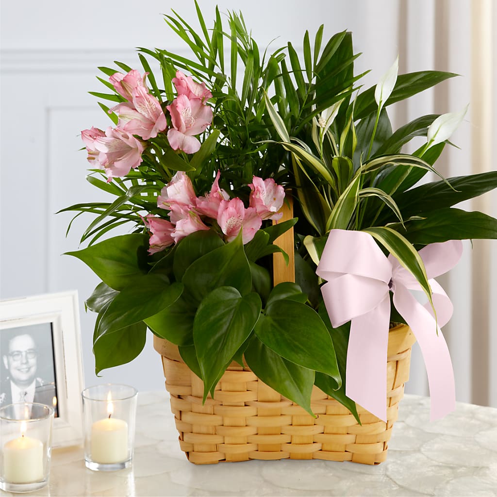 Living Spirit Dishgarden –  United Family Flower And Gifts, Brooklyn NY
