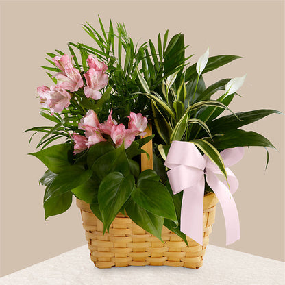Living Spirit Dishgarden –  United Family Flower And Gifts, Brooklyn NY