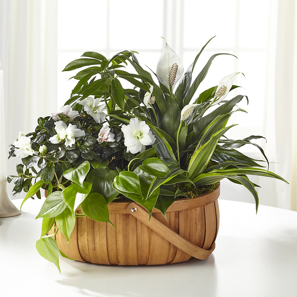 Serene Dishgarden –  United Family Flower And Gifts, Brooklyn NY