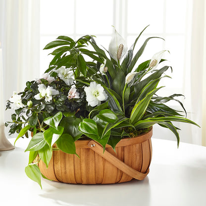 Serene Dishgarden –  United Family Flower And Gifts, Brooklyn NY