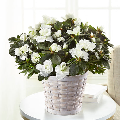 White Azalea Plant –  United Family Flower And Gifts, Brooklyn NY
