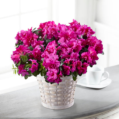 Hope & Serenity Azalea Plant –  United Family Flower And Gifts, Brooklyn NY