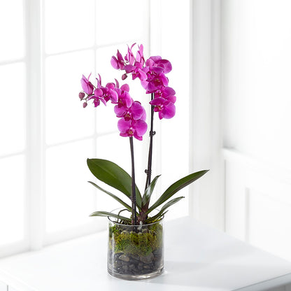 Pink Orchid Plant –  United Family Flower And Gifts, Brooklyn NY