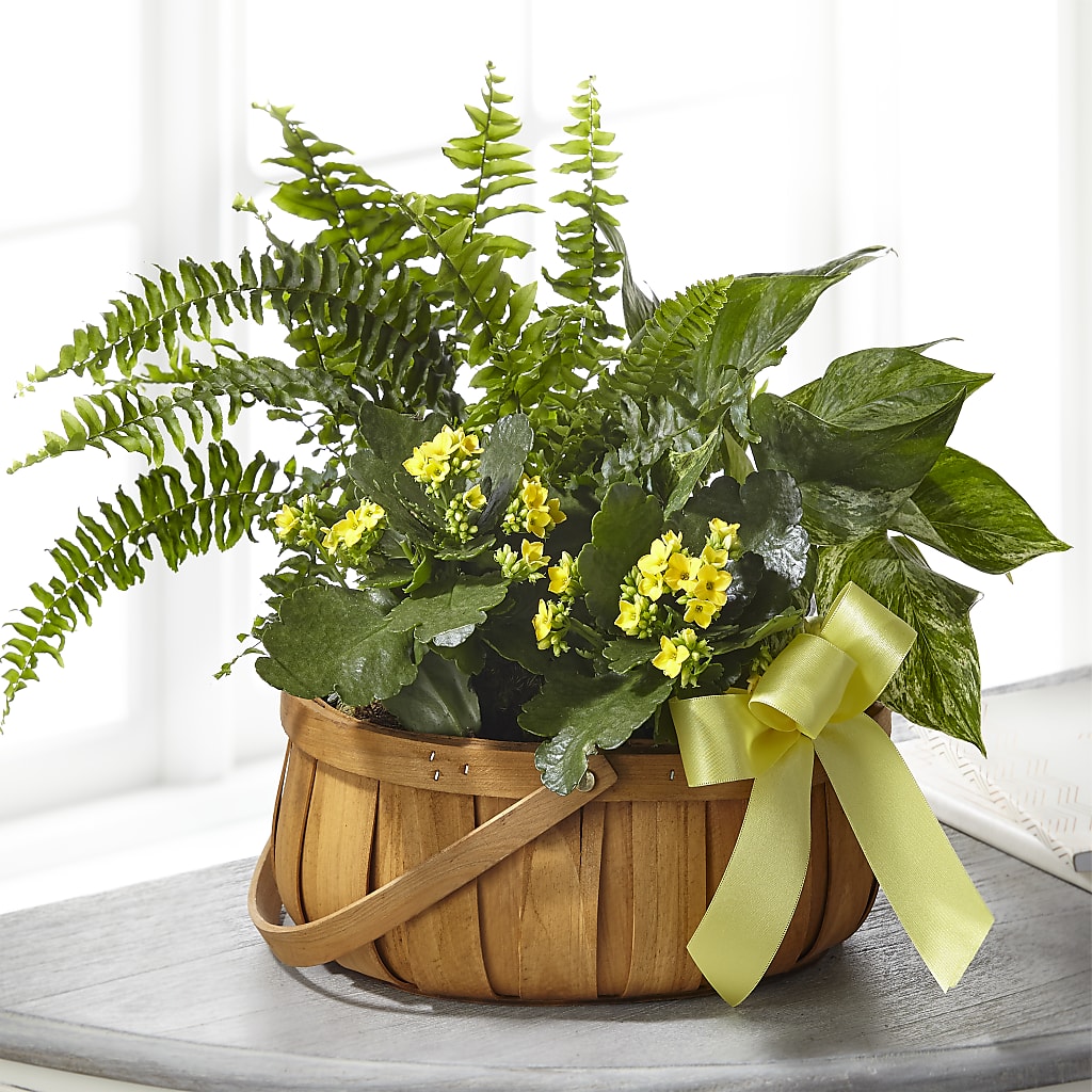 Always Dear Dishgarden –  United Family Flower And Gifts, Brooklyn NY