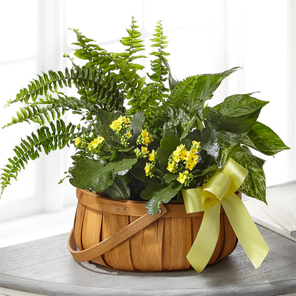 Always Dear Dishgarden –  United Family Flower And Gifts, Brooklyn NY