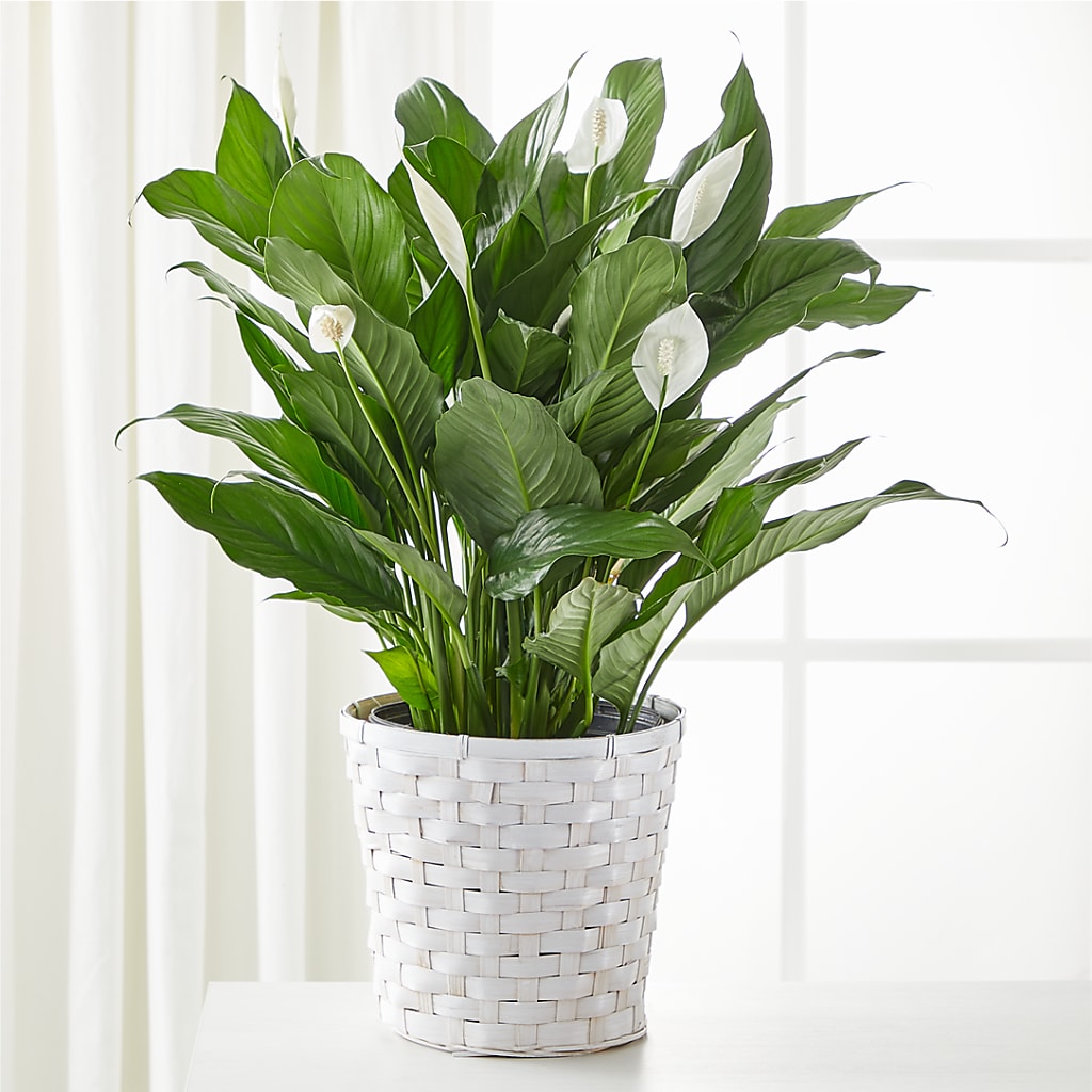 A New Leaf Peace Lily –  United Family Flower And Gifts, Brooklyn NY