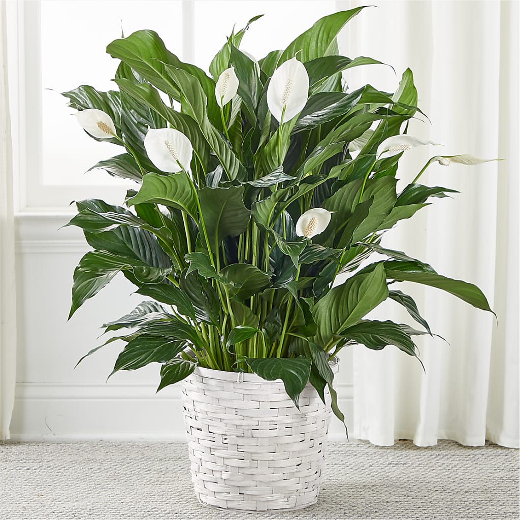 A New Leaf Peace Lily –  United Family Flower And Gifts, Brooklyn NY
