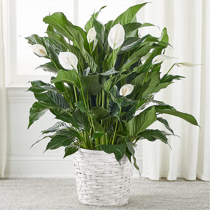 A New Leaf Peace Lily –  United Family Flower And Gifts, Brooklyn NY