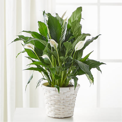 A New Leaf Peace Lily –  United Family Flower And Gifts, Brooklyn NY