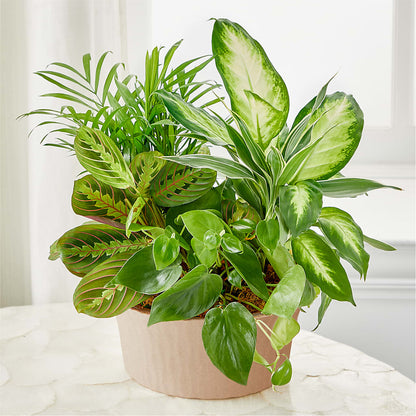 Balance & Harmony Dishgarden –  United Family Flower And Gifts, Brooklyn NY