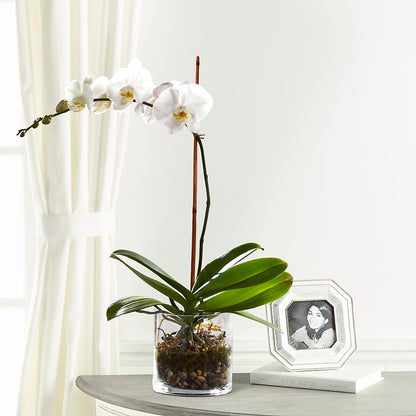 White Orchid Planter –  United Family Flower And Gifts, Brooklyn NY