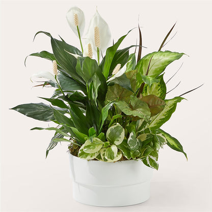 Radiating Positivity Dishgarden –  United Family Flower And Gifts, Brooklyn NY