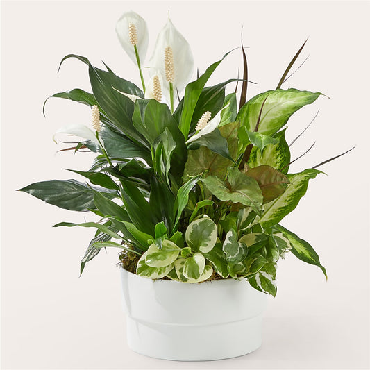 Radiating Positivity Dishgarden –  United Family Flower And Gifts, Brooklyn NY
